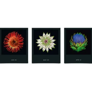 Jahreskalender Flamboyant Flowers