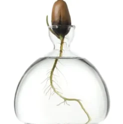 Keimglas Ilex
