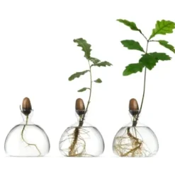 Keimglas Ilex