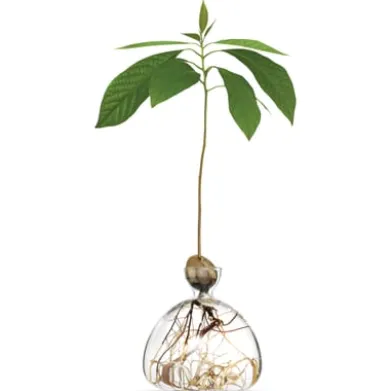 Keimglas Ilex