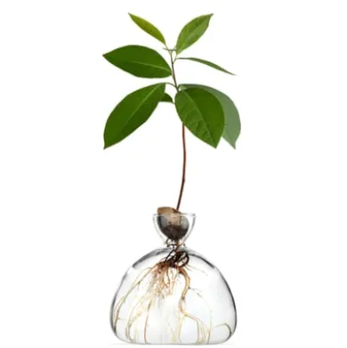 Keimglas Ilex