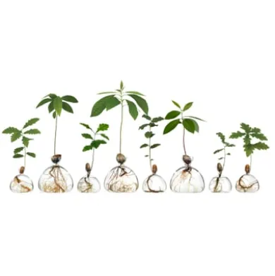 Keimglas Ilex