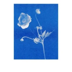 Postkarten-Set Riso